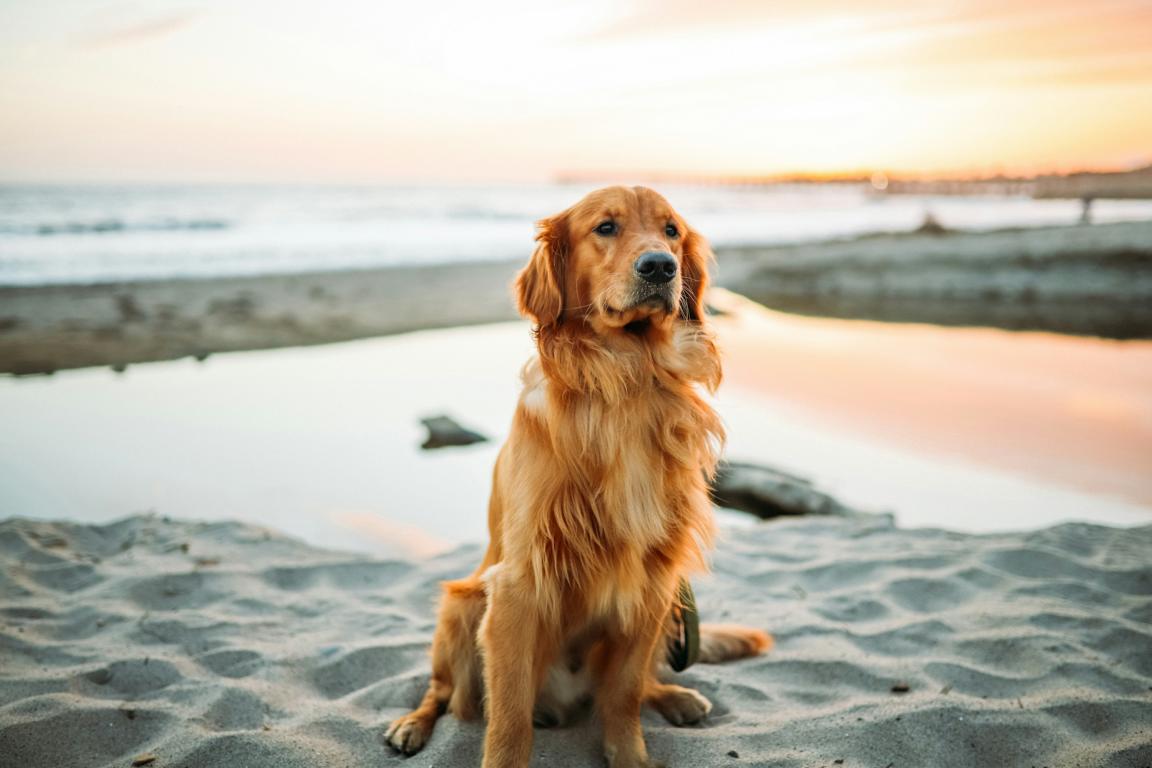 Hund am Strand von Sylt